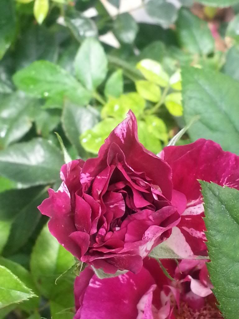 photo 102_zpsf5ef2368.jpg